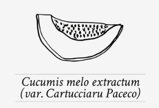 Ingrediënt Highlight Met Paceco Cartucciaru Gele Meloen extract, Slow Food Presidium. Het duurzame extract is rijk aan water, vitaminen en minerale zouten en bevordert een langdurige hydratatie.