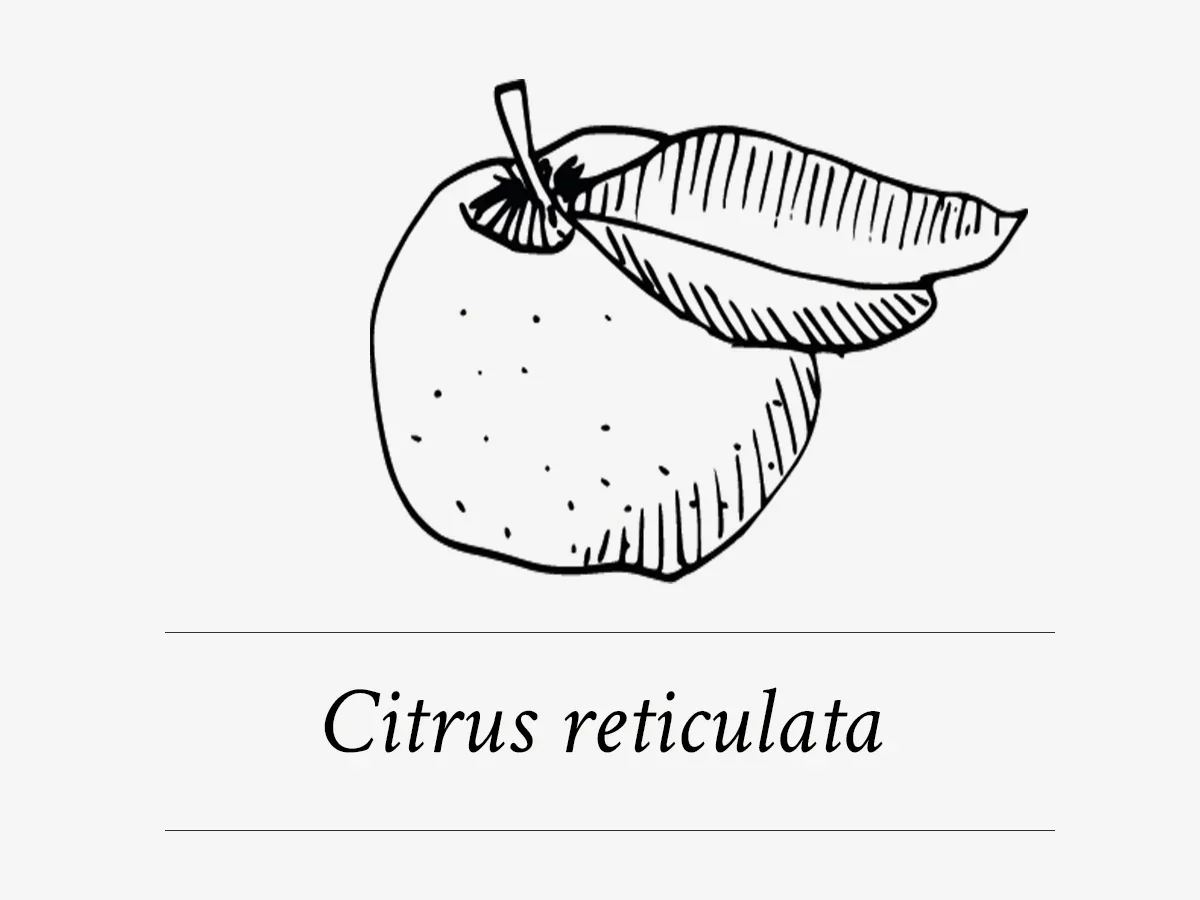 Citrus reticulata / clementine als actief ingredient