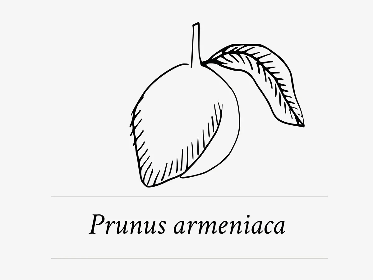 Actieve ingredient prunus armeniaca / abrikozenextract