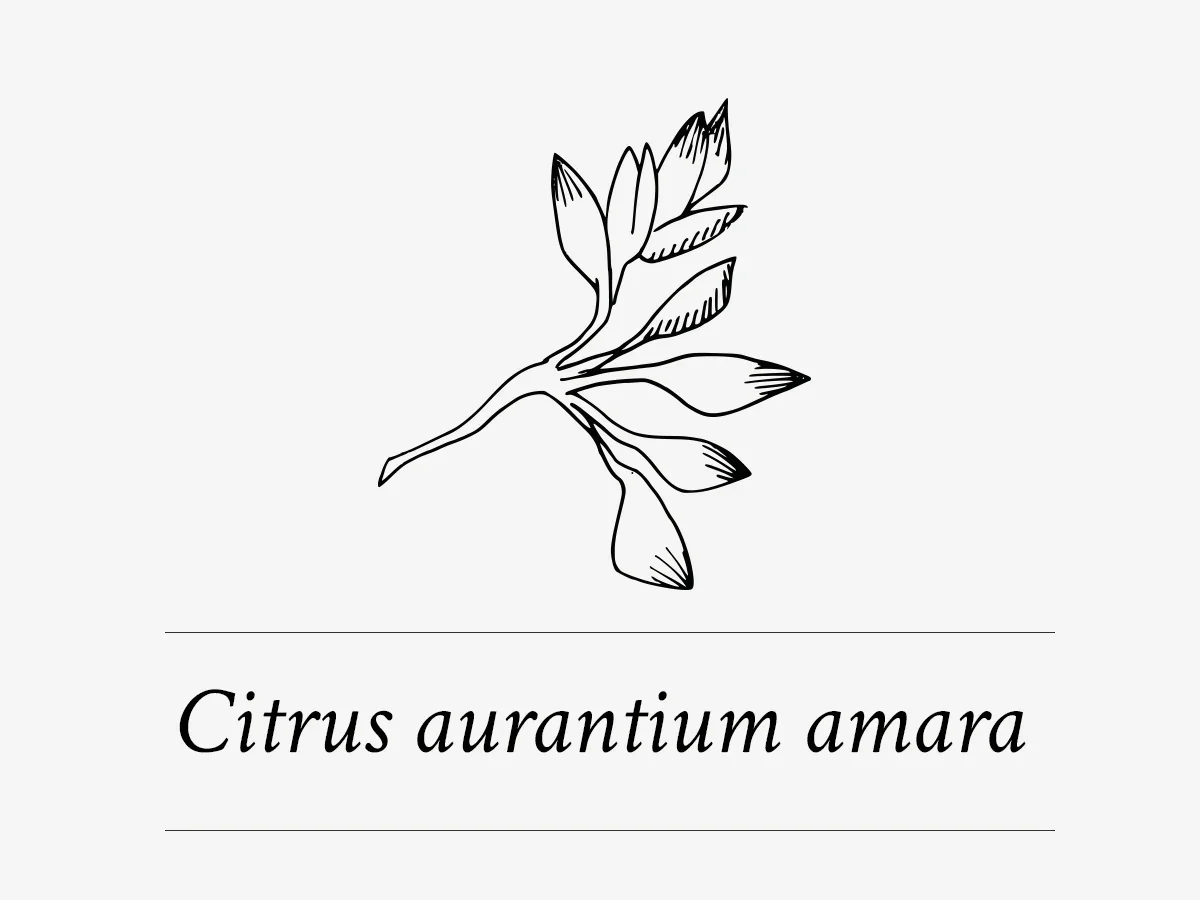 citrus aurantium amara - bittere sinaasappelextract