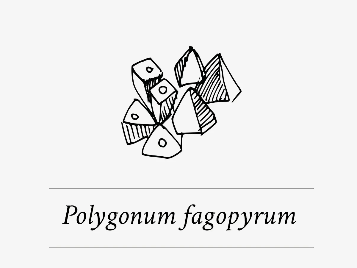 polygonum fagopyrum - boekweitextract