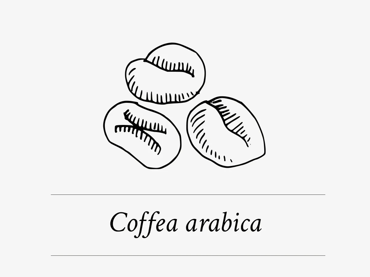 Coffea Arabaci - koffiee extract als actief ingrediënt