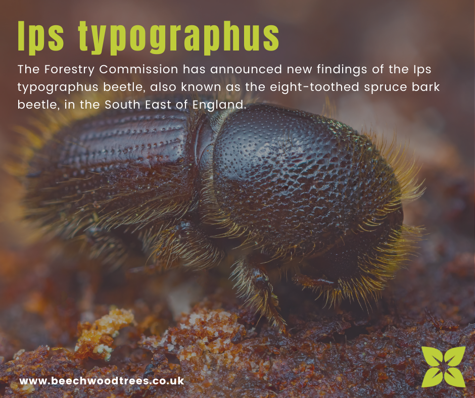 Ips typographus Beetle Warning — Beechwood Trees & Landscapes