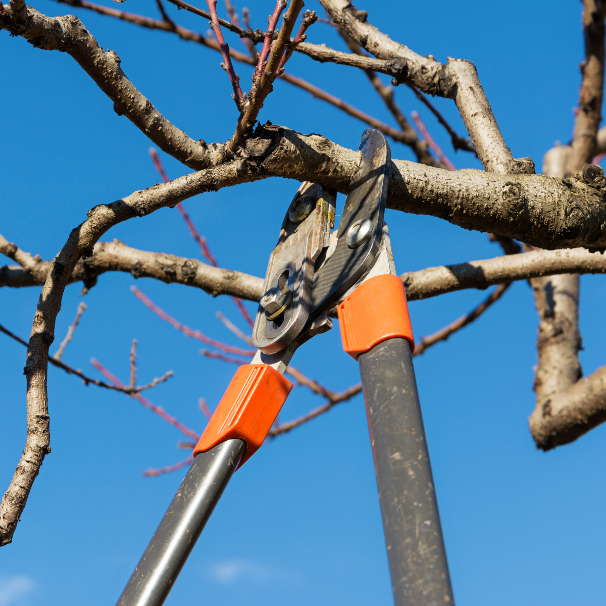 Pruning a tree to promote healthy growth and improve structure