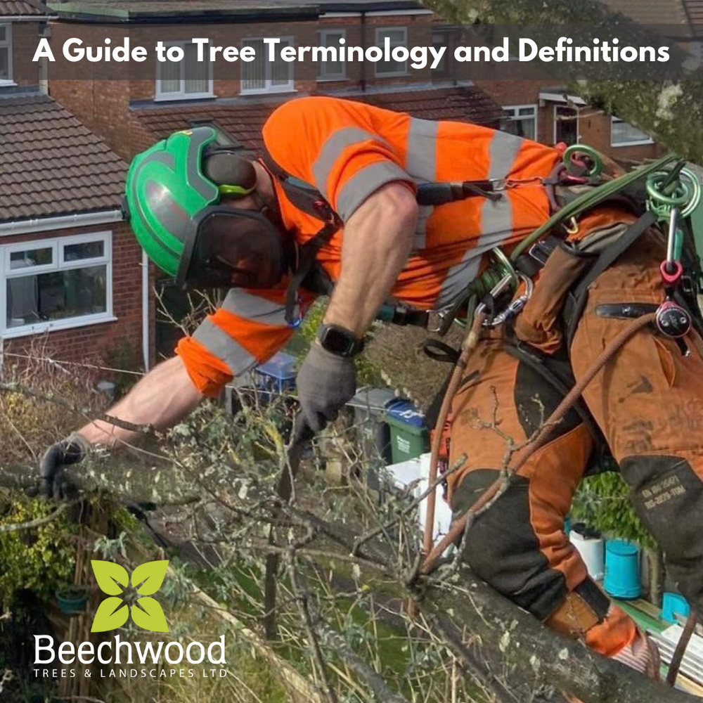 A Guide to Tree Terminology and Definitions — Beechwood Trees & Landscapes