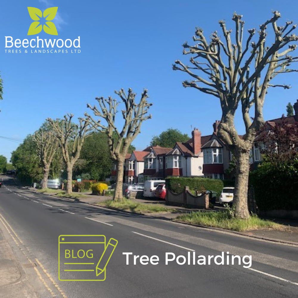 What is tree pollarding? — Beechwood Trees & Landscapes