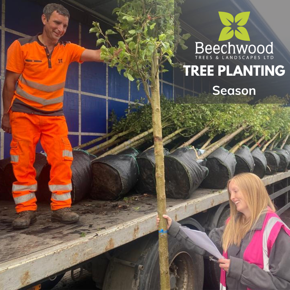 Tree Planting Season Begins — Beechwood Trees & Landscapes