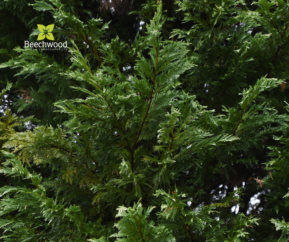 Structured Hedge The Best Trees and Shrubs for Hedges โ Beechwood Trees & Landscapes