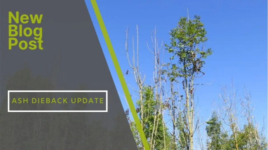 Ash Dieback Update.