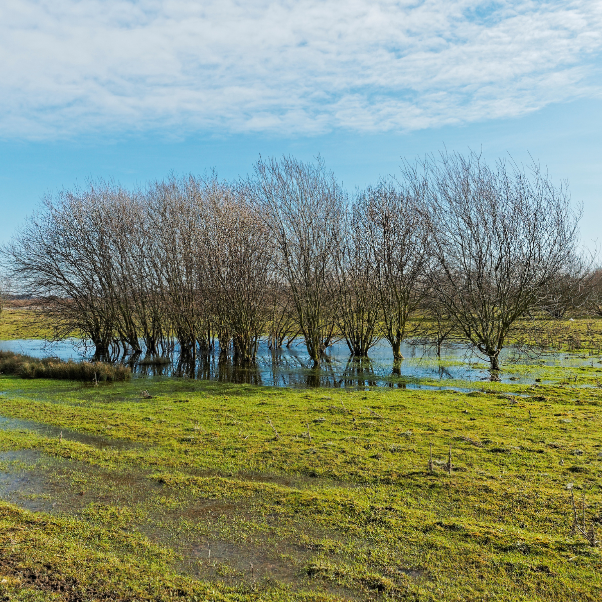 The Impact of Heavy Rainfall on Tree Stability