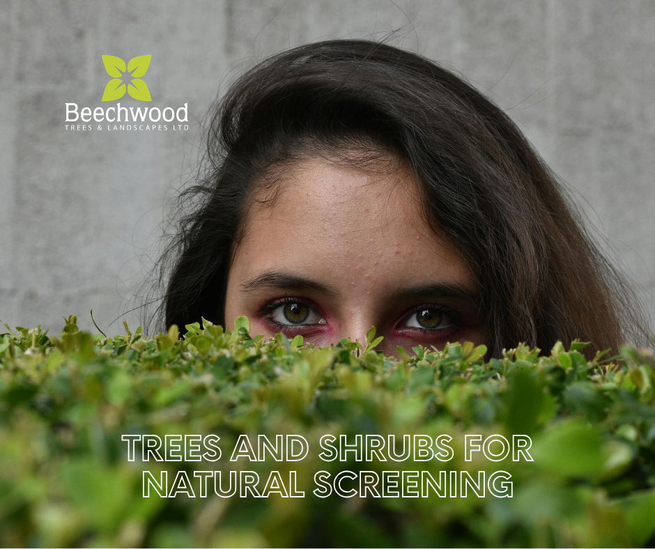 Creating Privacy in Your Garden: The Best Trees and Shrubs for Natural Screening