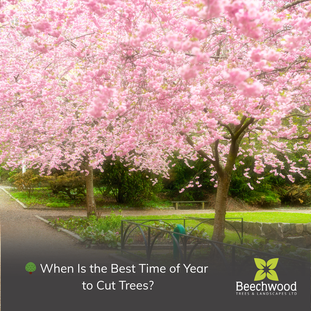 🌳 When Is the Best Time of Year to Cut Trees?
