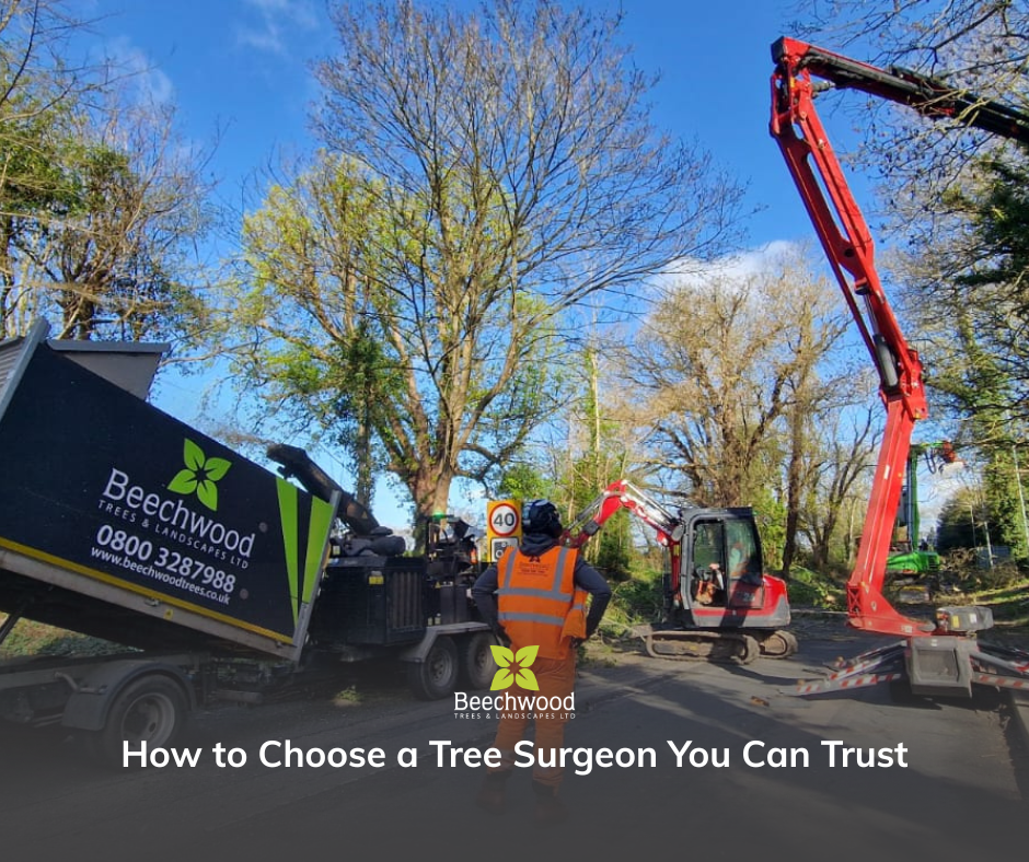 How to Choose a Tree Surgeon You Can Trust