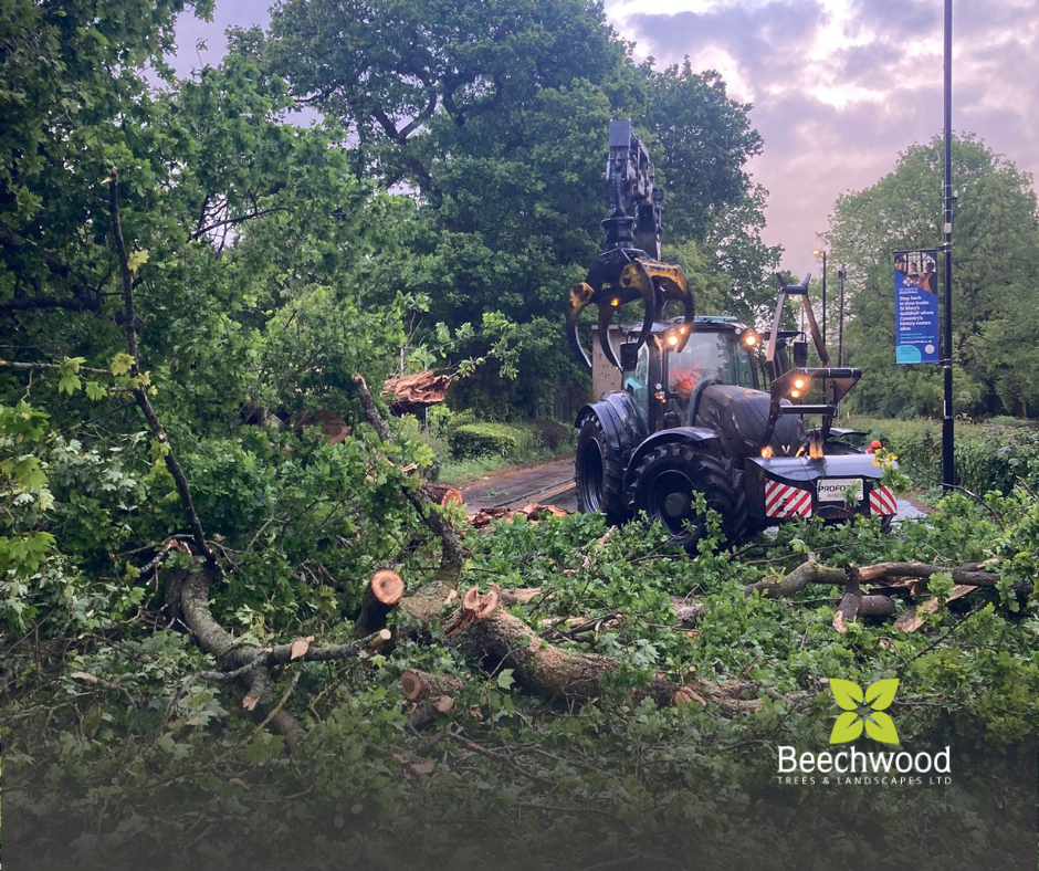 Emergency Tree Response
