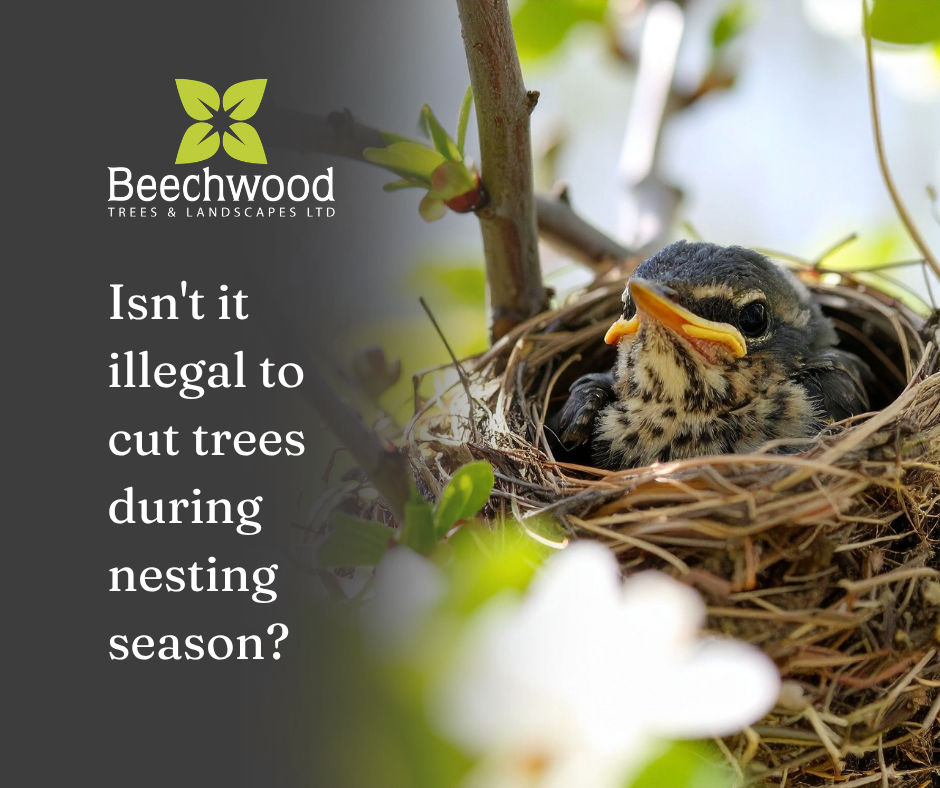 Isn't it illegal to cut trees during nesting season?