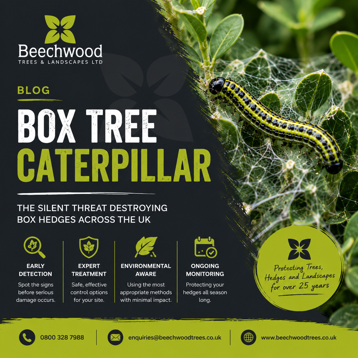 Is Your Box Hedge Being Eaten Alive?