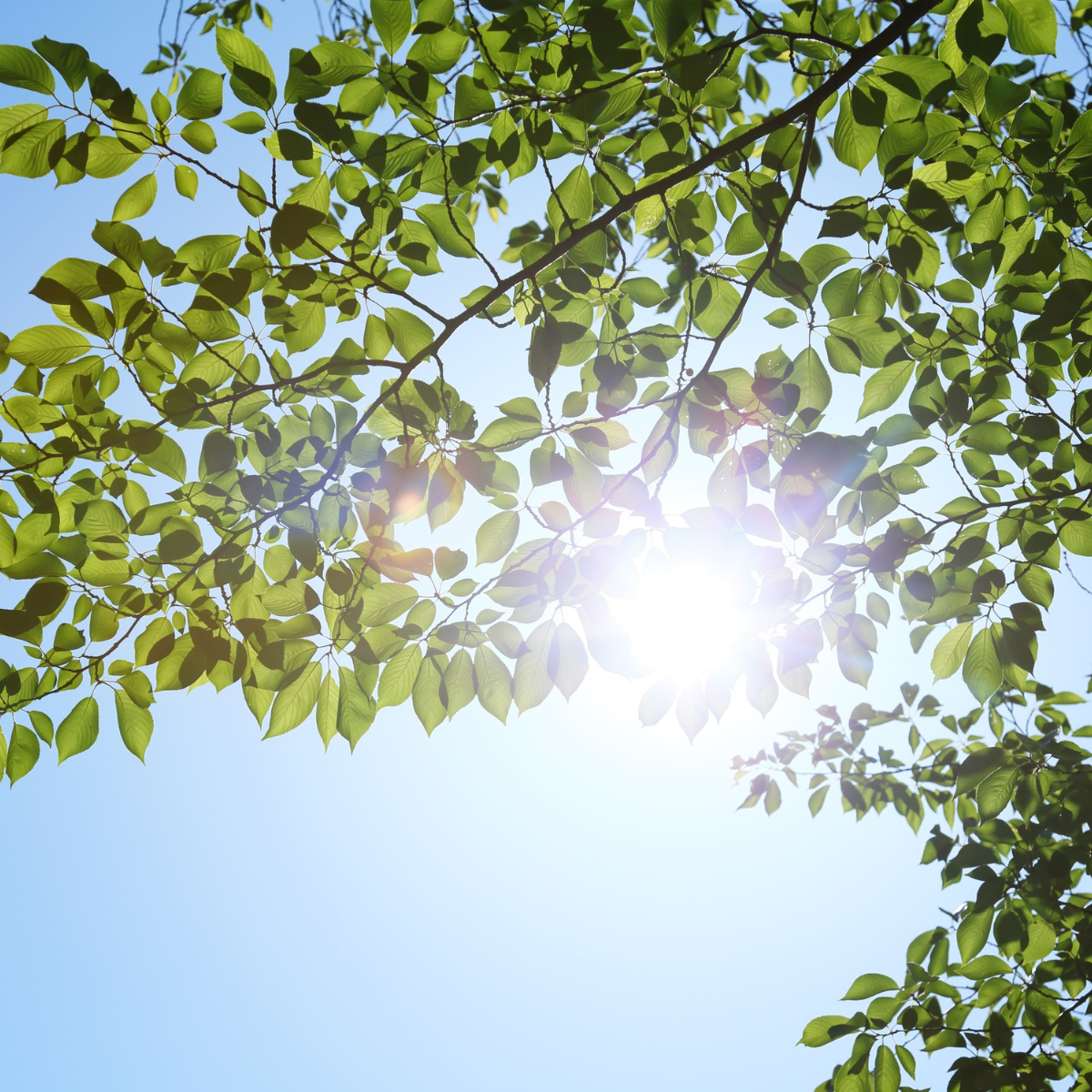 How Does a Heatwave Affect Trees in the UK?