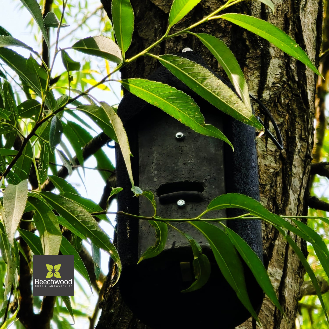Bat Box Installation: Supporting Local Wildlife Through Professional Arboriculture
