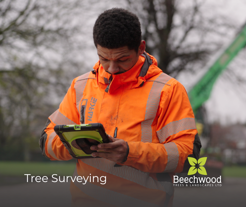 Are the Trees on Your Site Safe?