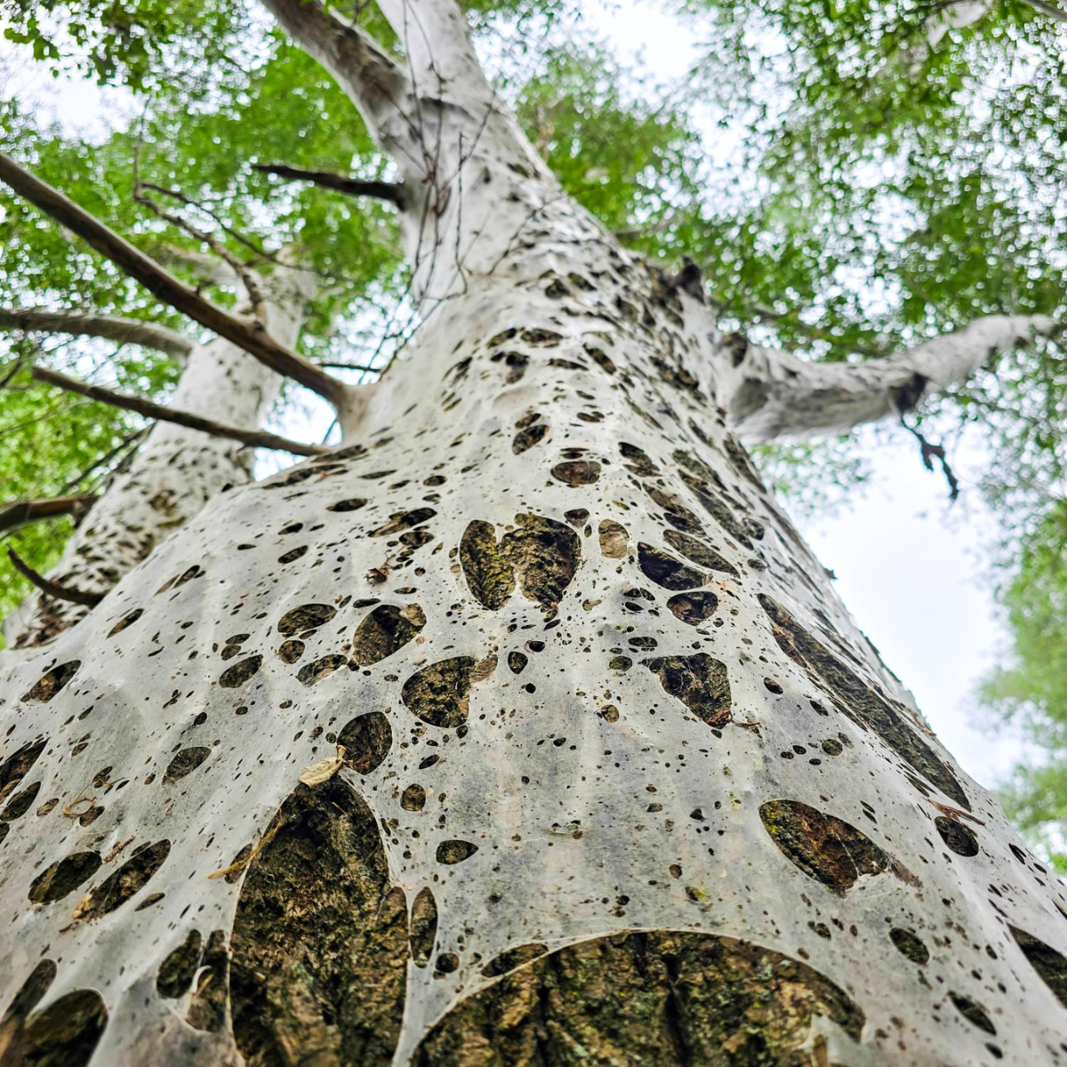 What’s Hiding in Your Trees?