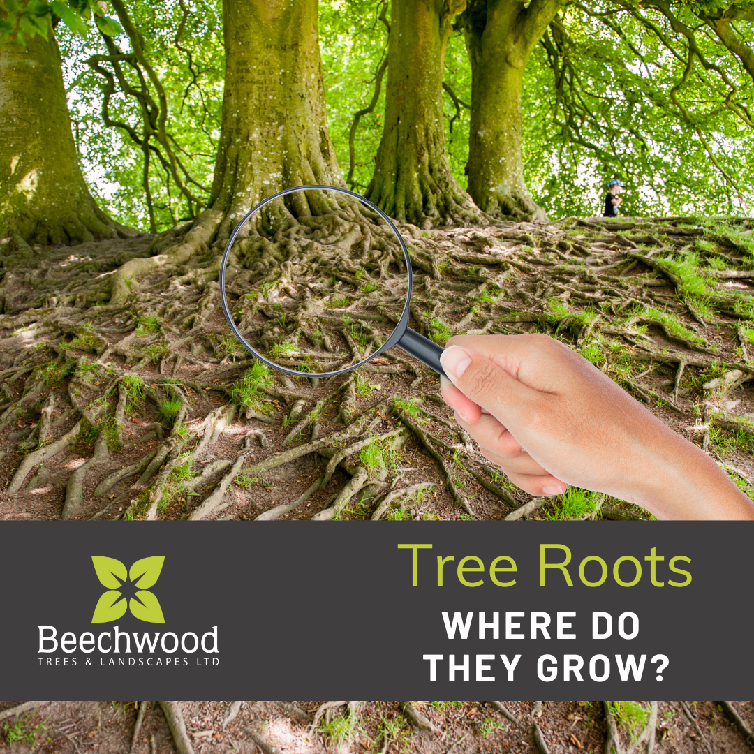 Where do tree roots grow? — Beechwood Trees & Landscapes