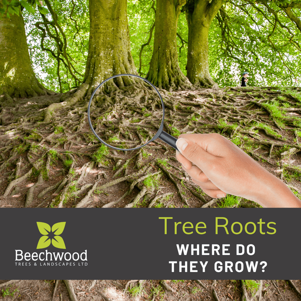 Where do tree roots grow? — Beechwood Trees & Landscapes