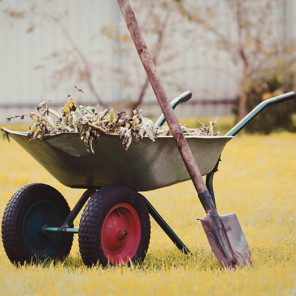 Using a wheelbarrow to collect and transport tree debris