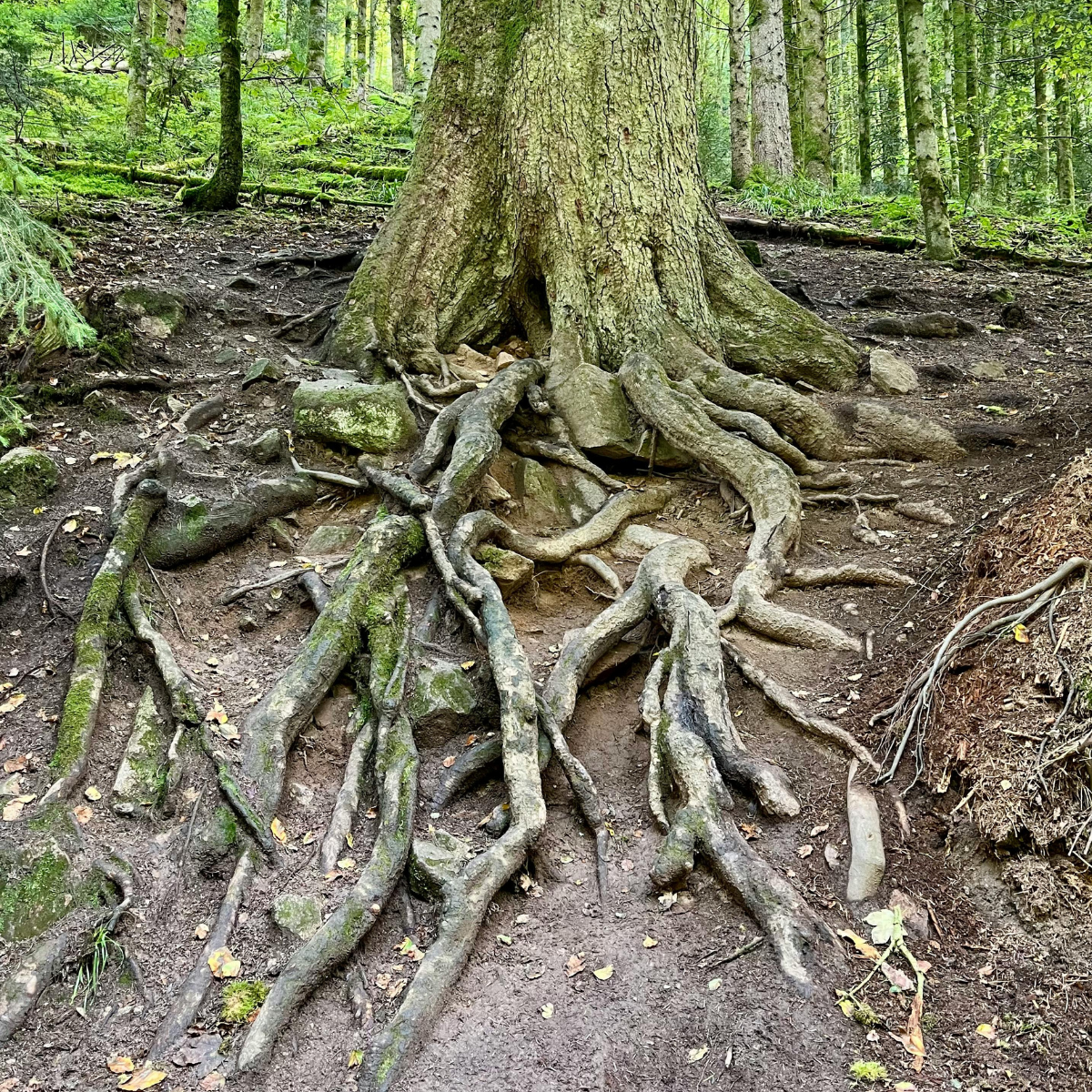 Exposed roots are visible at the soil surface
