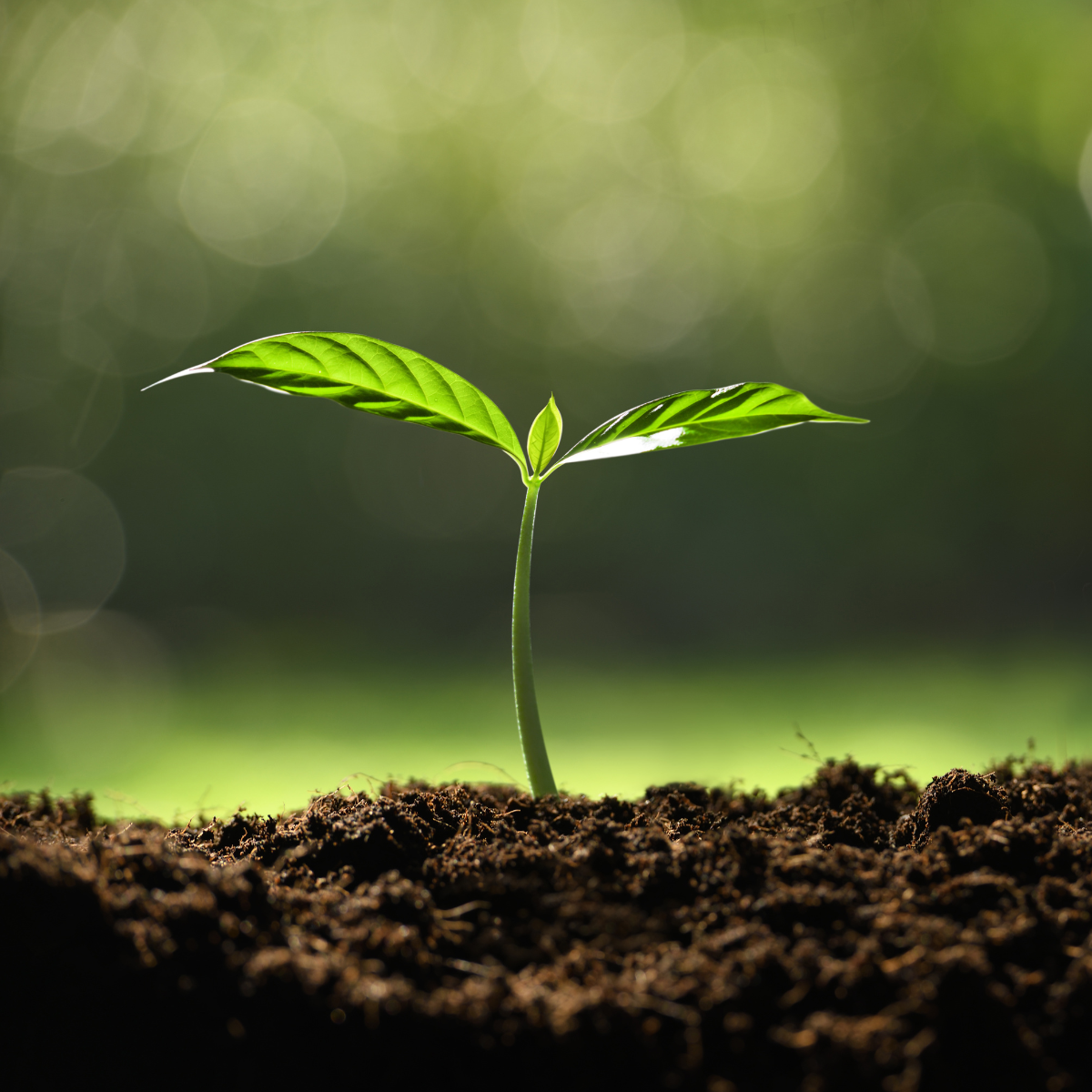 A young plant gently sprouting up out of the soil, reaching toward the light.