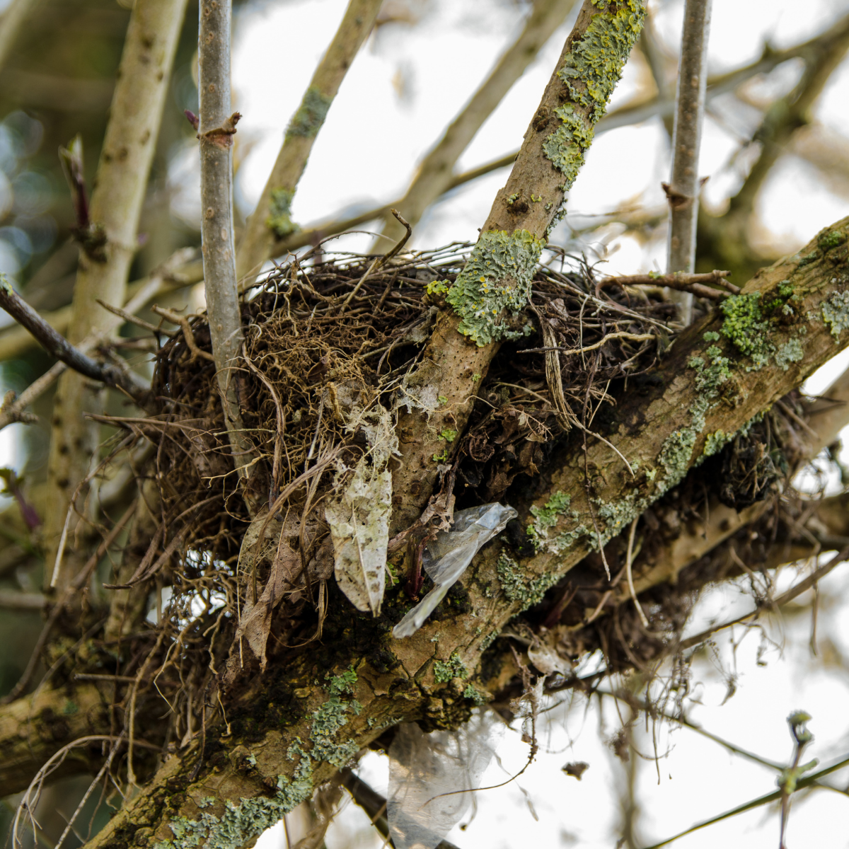 A small birds’ nest sat high up in a leafy UK tree, carefully woven from tiny twigs.