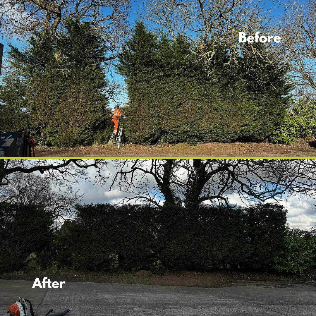 The Best Landscaping Jobs to Start in March — Beechwood Trees & Landscapes