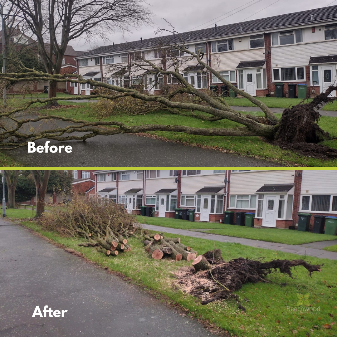 What to Do After a Storm: Tree Care Tips and Safety Advice — Beechwood ...