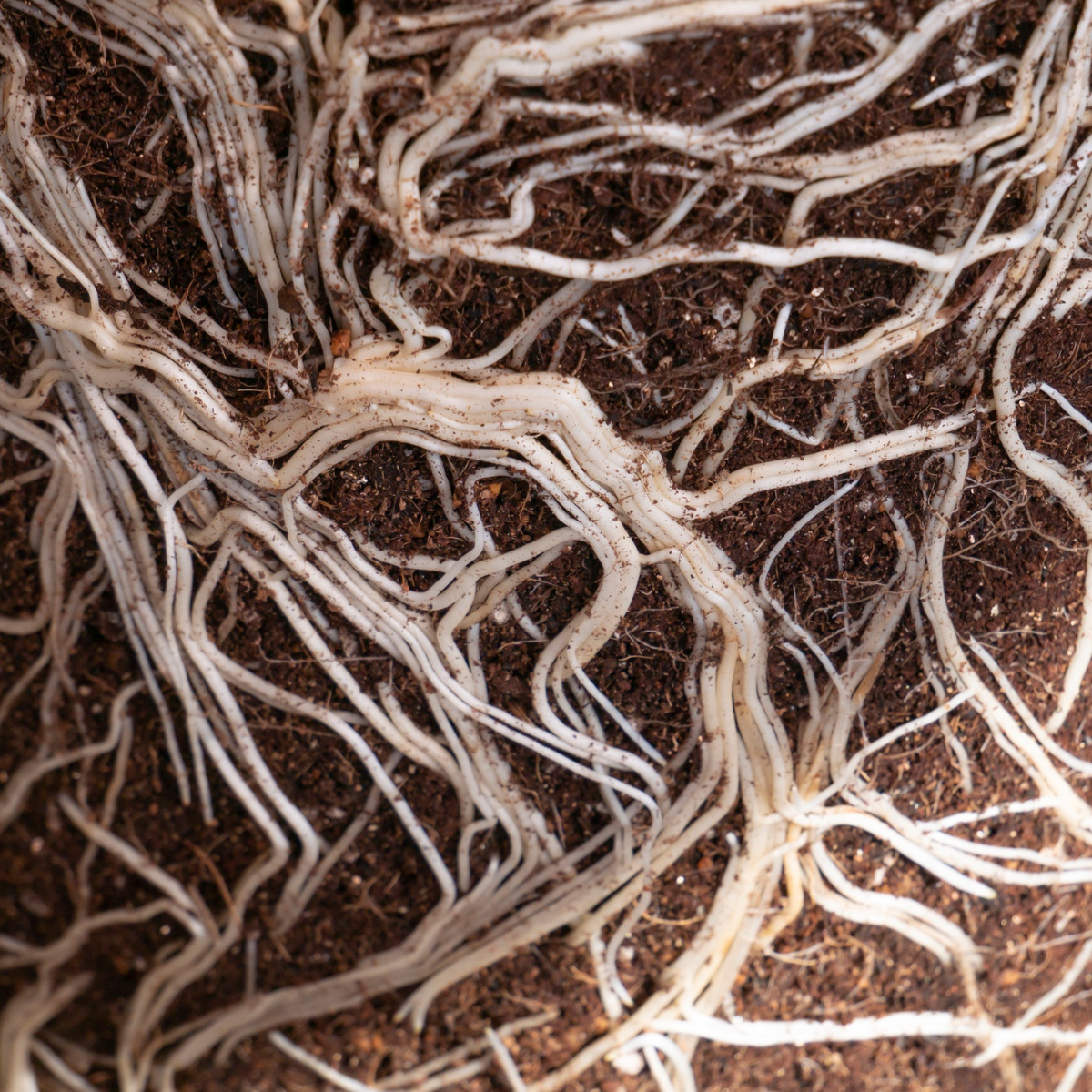 Image of root rot, showing decayed roots and soil deterioration