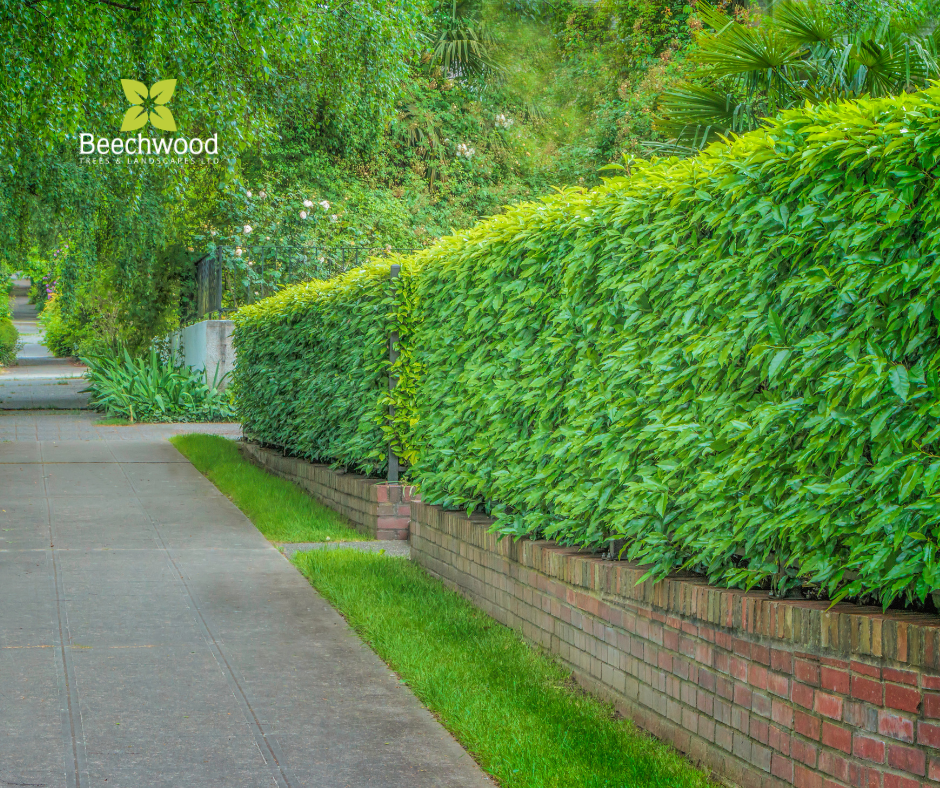The Best Trees and Shrubs for Hedges — Beechwood Trees & Landscapes
