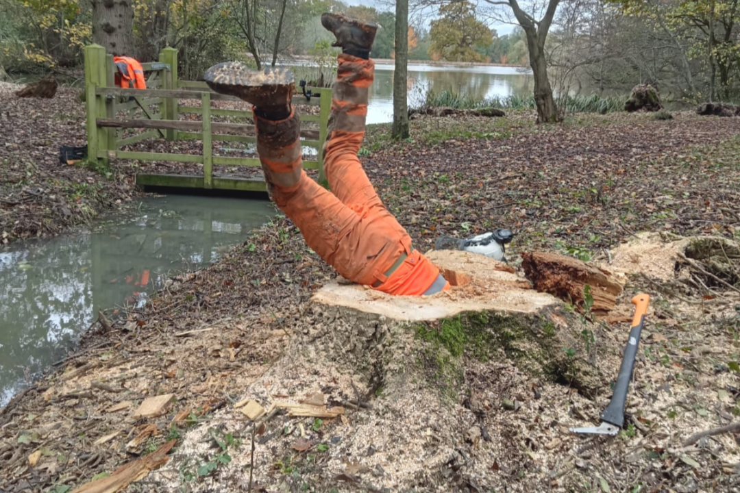 Diseased, Dying or Dangerous: What Are the 3 Ds in Tree Surgery?