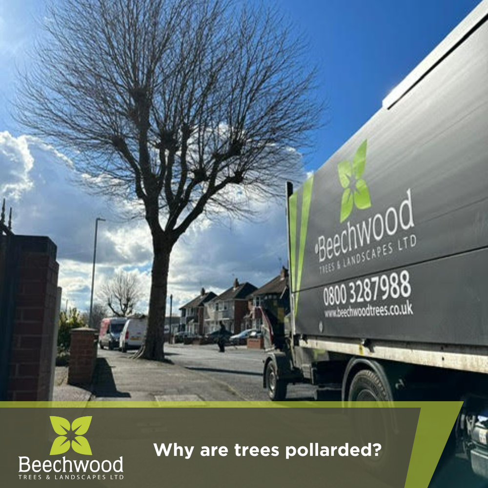Why are trees pollarded? — Beechwood Trees & Landscapes
