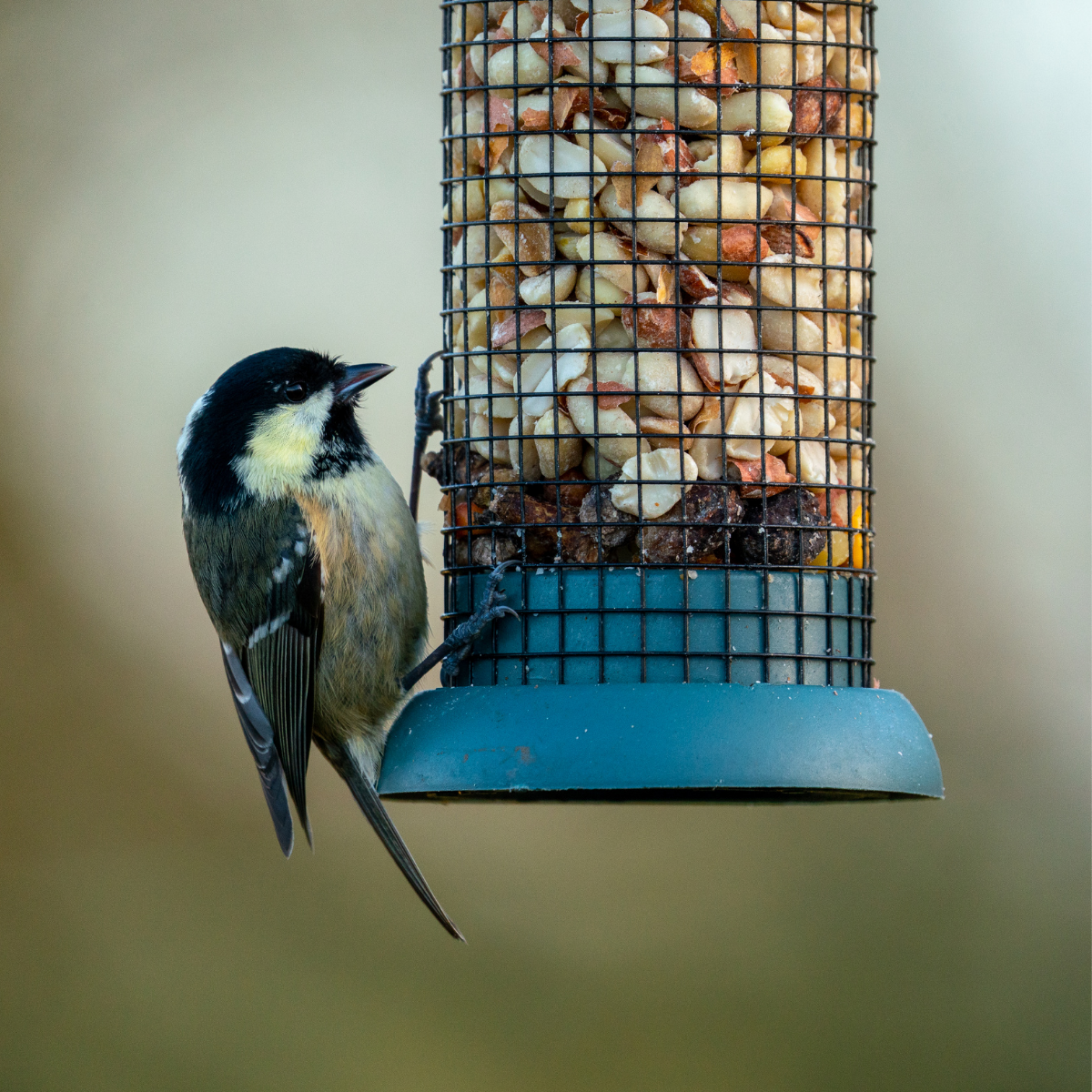 Wildlife Returns and Here’s How to Support It