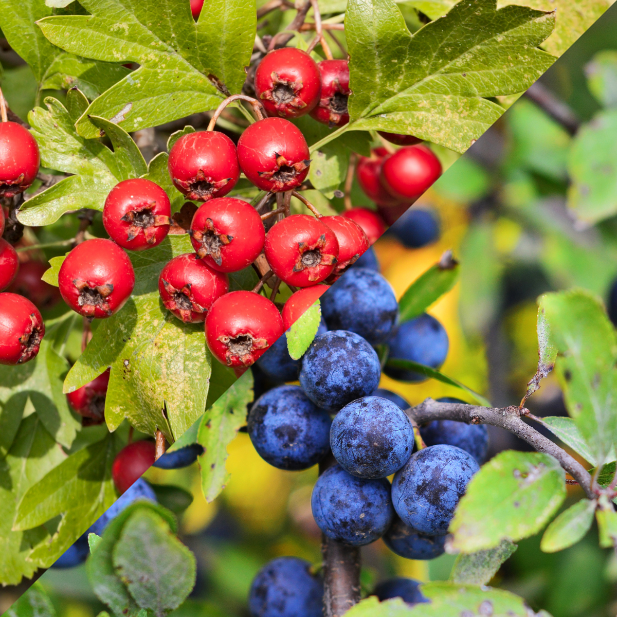 Hawthorn and Blackthorn berries growing side by side, ripe and glistening