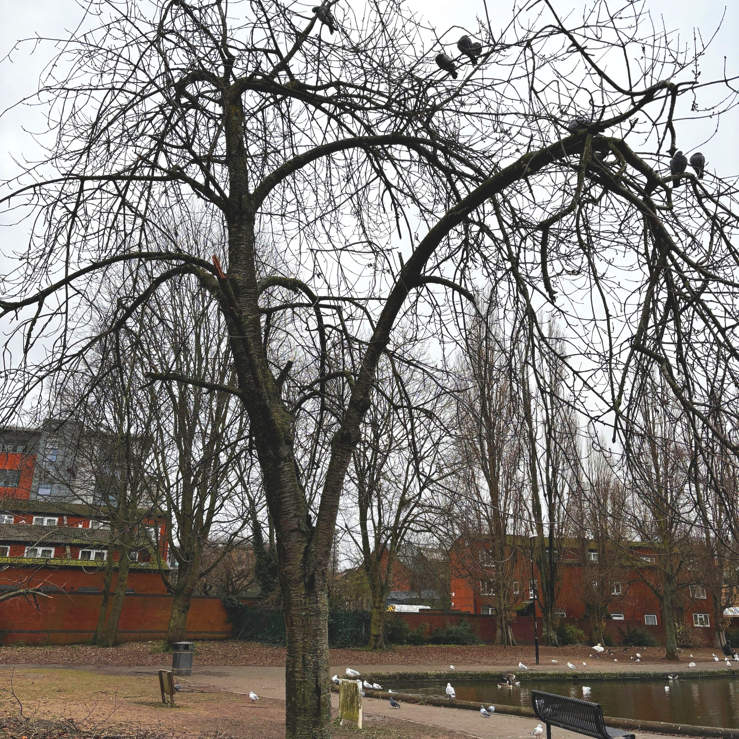 What to Do After a Storm: Tree Care Tips and Safety Advice — Beechwood ...