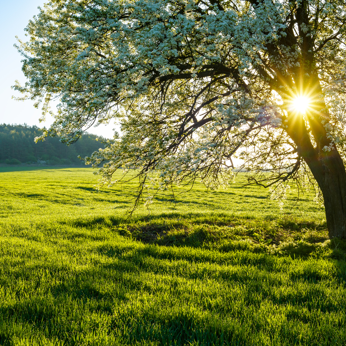 Aesthetic photo of a tree in the spring with the sun beaming from behind.