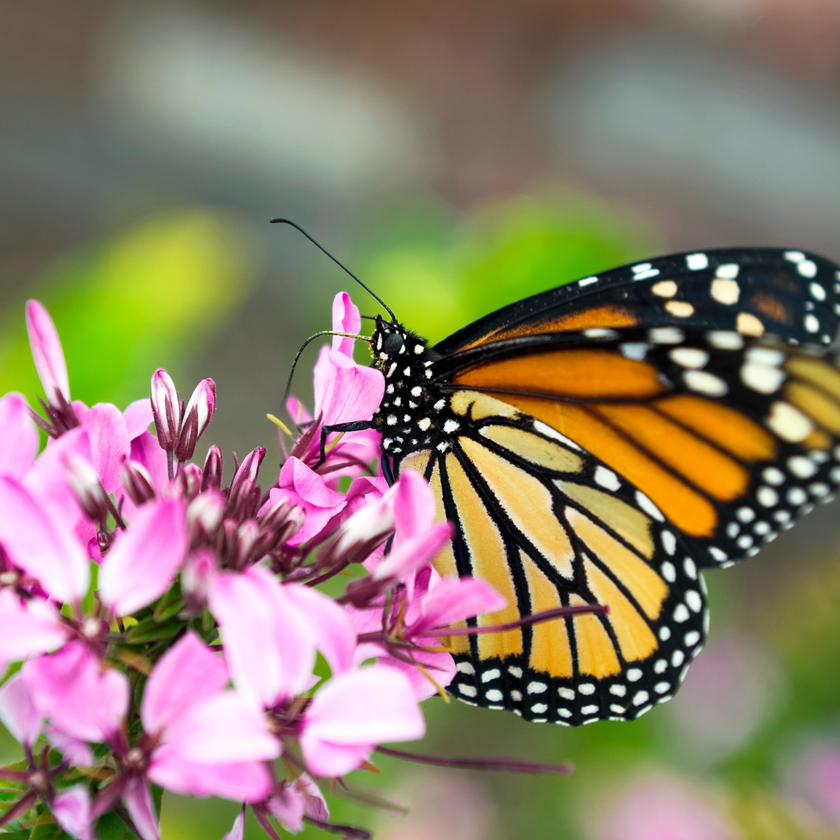 Butterfly collecting nectar from pink flowers.