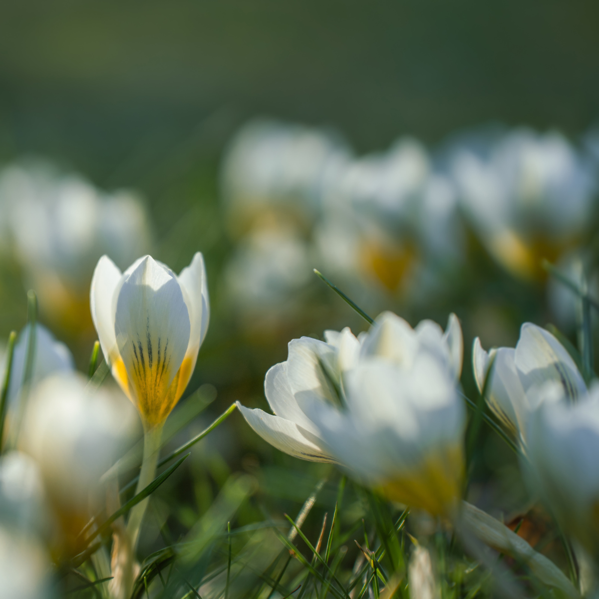 Flowers beginning to spring.