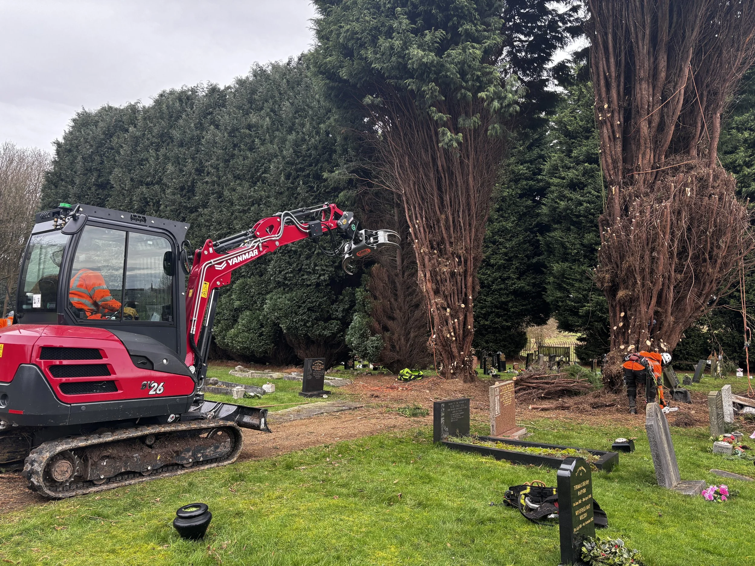 Case Study: Tackling Large Tree Removal in a Graveyard—A Delicate ...