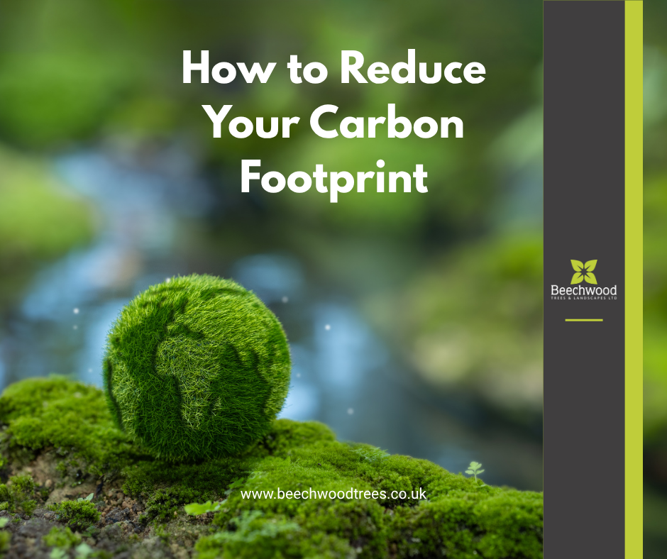 How to Reduce Your Carbon Footprint — Beechwood Trees & Landscapes
