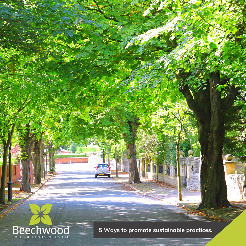 5 Ways to promote sustainable practices. — Beechwood Trees & Landscapes