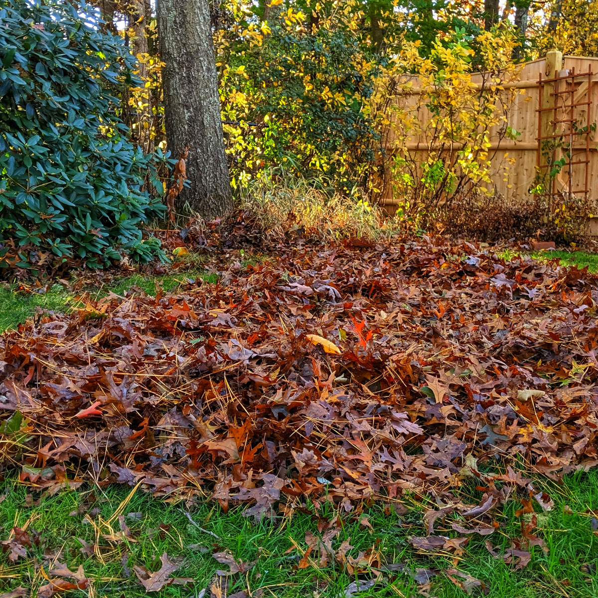 A bright pile of autumn leaves, vibrant in colour and full of rich, warm tones.
