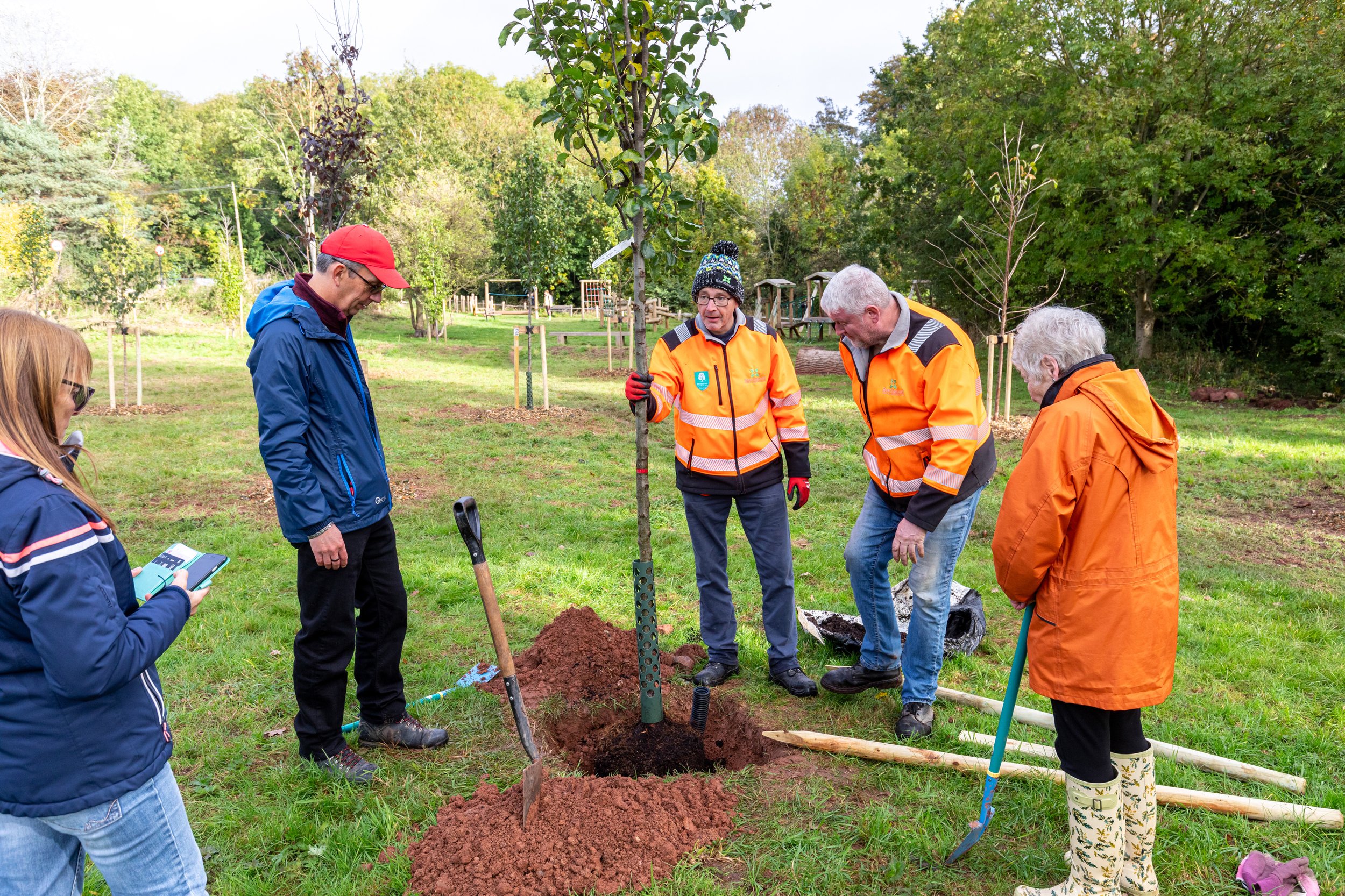 A Guide to Tree Planting — Beechwood Trees & Landscapes — Beechwood ...