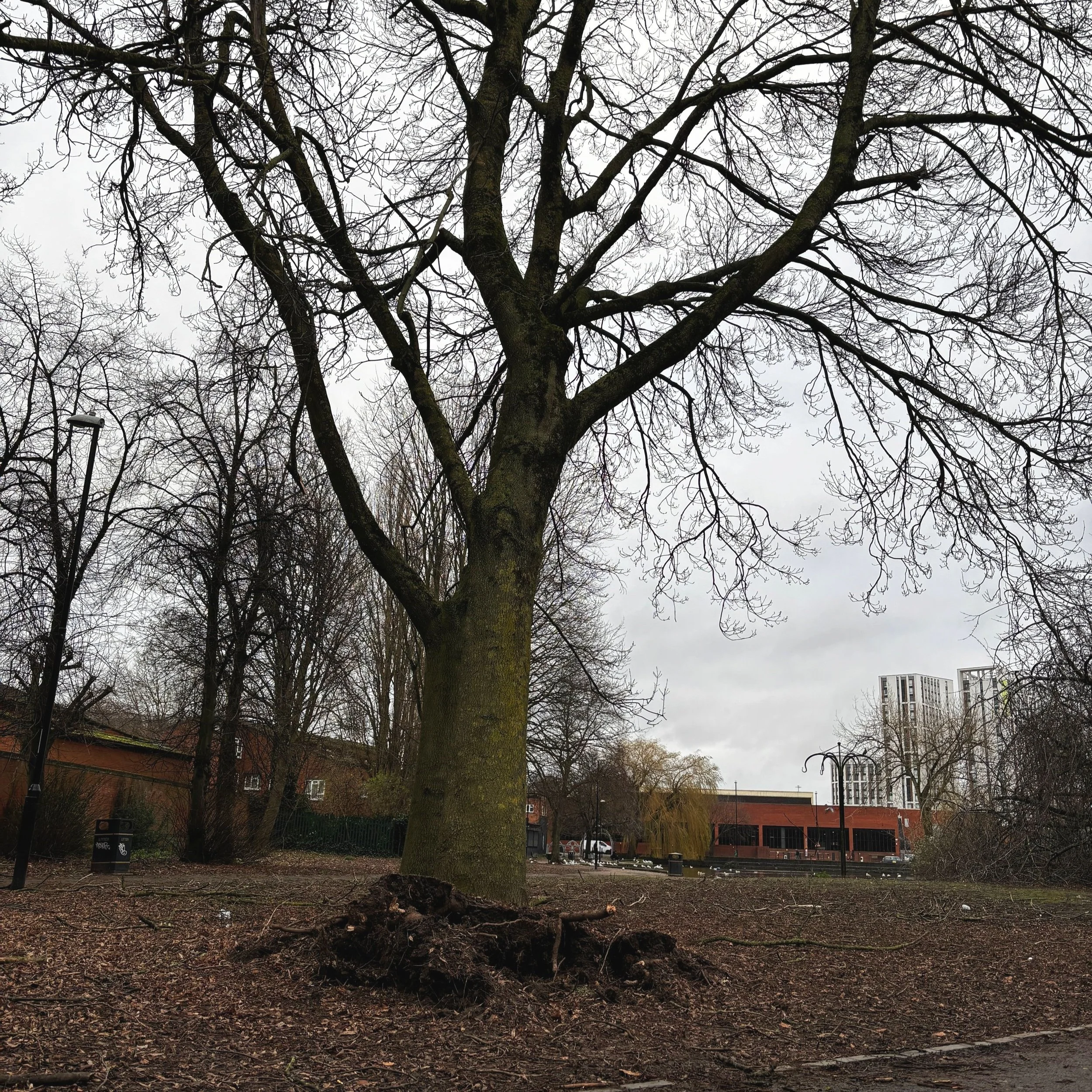 What to Do After a Storm: Tree Care Tips and Safety Advice — Beechwood ...