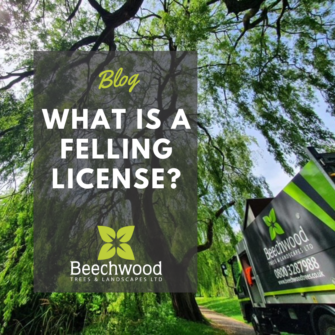 Felling Included What is a Felling License? — Beechwood Trees & Landscapes