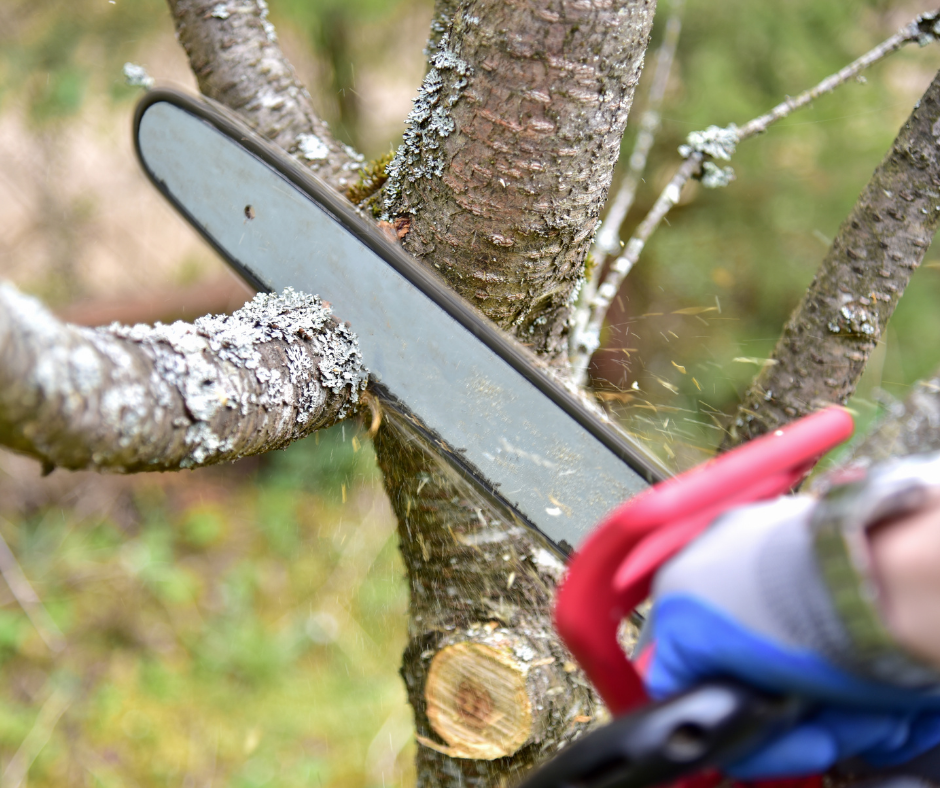 Do I need permission to cut down trees in my garden? What is a TPO